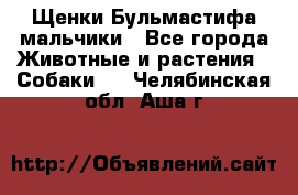 Щенки Бульмастифа мальчики - Все города Животные и растения » Собаки   . Челябинская обл.,Аша г.